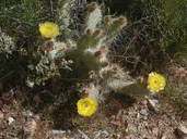 Opuntia erinacea