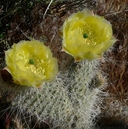 Opuntia erinacea