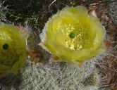 Opuntia erinacea