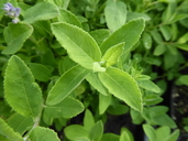 Salvia flocculosa
