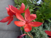Crimson Flag Lily