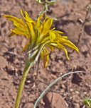 Agoseris parviflora