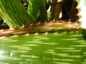 Aloe somaliensis