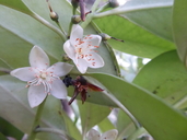 Cleyera japonica var. grandiflora