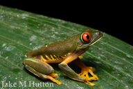 Agalychnis callidryas