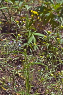 Descurainia longipedicellata