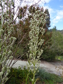 Eryngium pandanifolium var. chamissonis