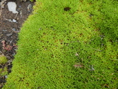 Scleranthus uniflorus