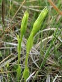 Gentianella amarella ssp. acuta
