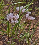 Allium tolmiei var. tolmiei
