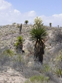 Big Bend Giant Yucca