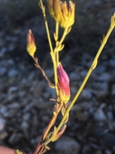Cordylanthus eremicus ssp. eremicus