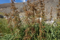 Cladium californicum