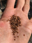 Cladium californicum