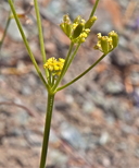 Lomatium marginatum var. marginatum