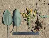 Nicotiana glauca