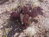 Black Spined Purple Pricklypear