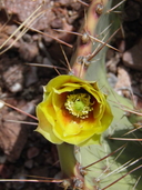Brown Spined Pricklypear