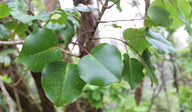 Cheirodendron platyphyllum