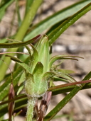 Agoseris grandiflora var. leptophylla