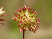 Trifolium buckwestiorum