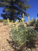 Lupinus peirsonii