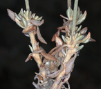 Eriogonum wrightii var. trachygonum