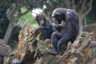 Western Chimpanzee