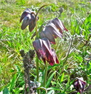 Fritillaria affinis var. tristulis