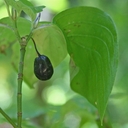 Blackfruit Dogwood. Fruit And Leaf