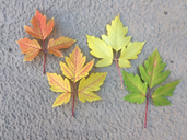 Acer negundo