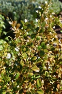 Buxus microphylla ssp. japonica