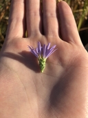 Symphyotrichum lentum