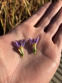 Symphyotrichum lentum