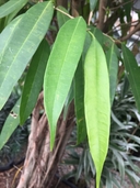 Ficus alii