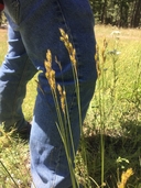 Photo of Carex petasata