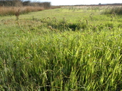 Gulf Cockspur Grass
