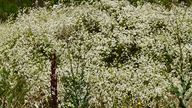 Eriogonum fasciculatum ssp. fasciculatum