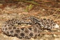 Pygmy Rattle Snake