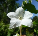 Nicotiana sylvestris