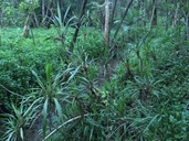 Cordyline congesta