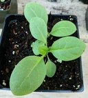 Nicotiana glauca
