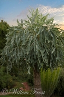Cussonia paniculata ssp. sinuata