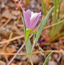 Clarkia purpurea ssp. purpurea