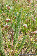 Ivesia unguiculata