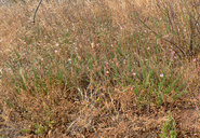 Oenothera sinuosa