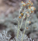 Artemisia pedatifida