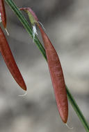 Astragalus coltonii var. coltonii