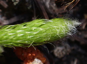 Photo of Lycopodium clavatum