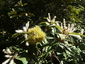 Chrysolepis chrysophylla